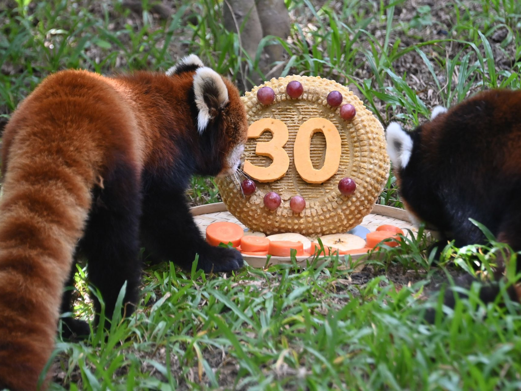 深圳野生动物园30岁啦！一起来看动物们享受园庆美食大餐