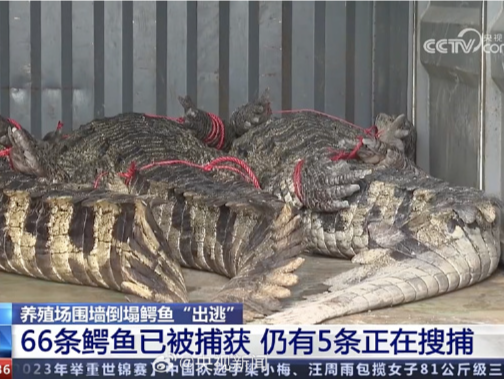 广东茂名“出逃”鳄鱼已捕获66条，仍有5条正在搜捕中