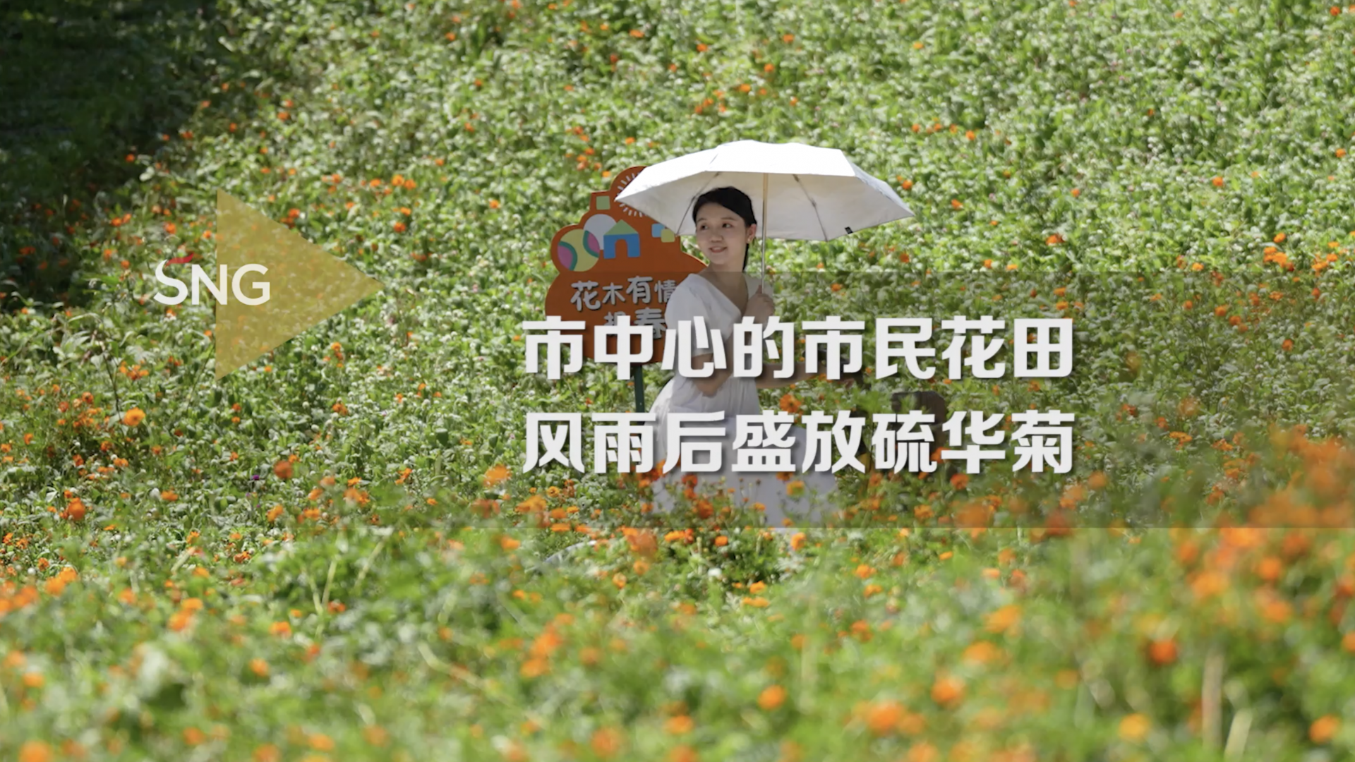 深圳市民中心花园硫华菊盛放