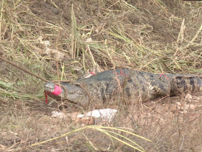 广东茂名“出逃”鳄鱼已捕获62条 继续扩大搜查范围