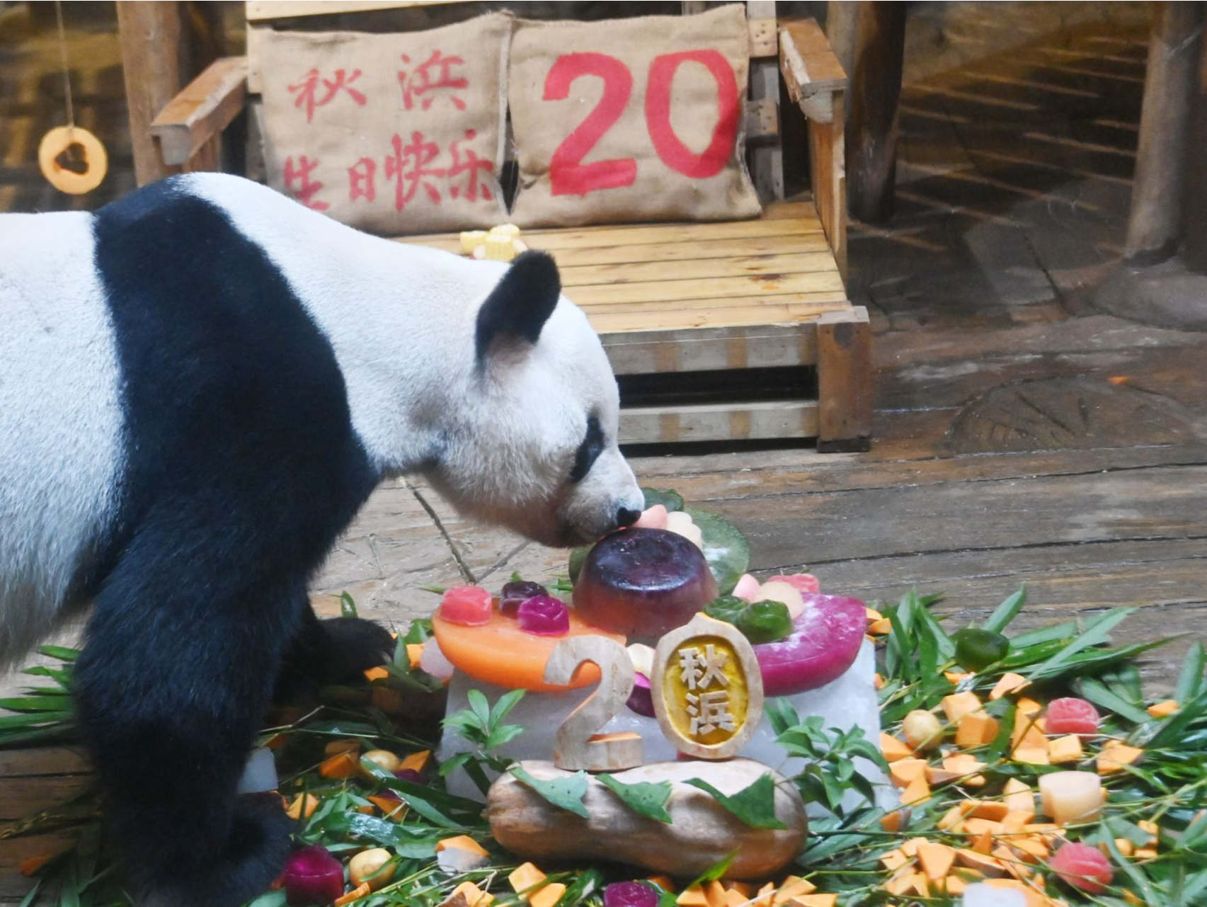深圳野生动物园为大熊猫“秋浜”庆生