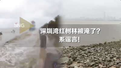 辟谣！深圳湾红树林并未被淹