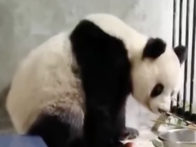 陕西周至：进村野生大熊猫确认生病，正在救治中