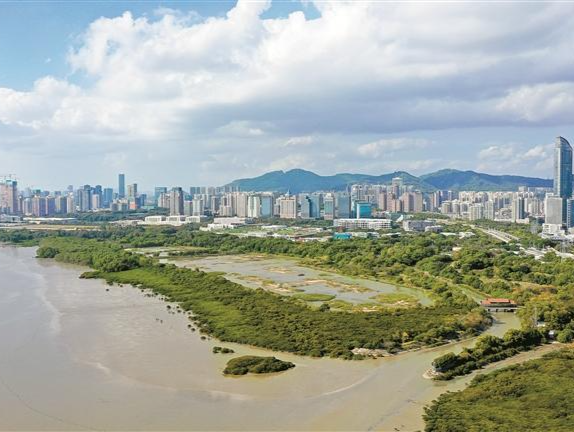 全国首单红树林保护碳汇将在深圳拍卖