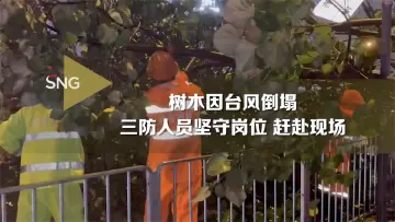 树木因台风倒伏 三防人员赶赴现场保障通行安全