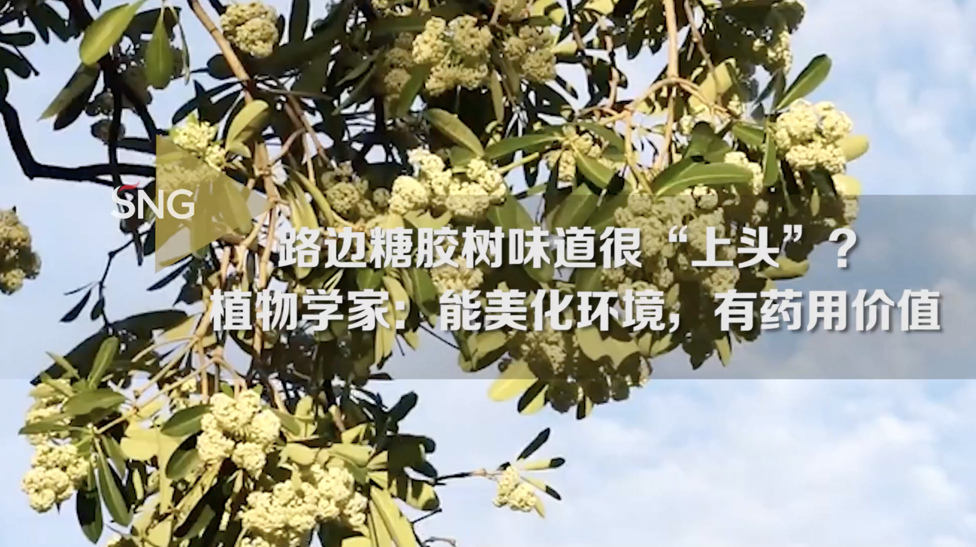 路边糖胶树味道很“上头”？植物学家：能美化环境，有药用价值