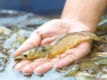药残超标？“海虾陆养”吃不得？记者求证 