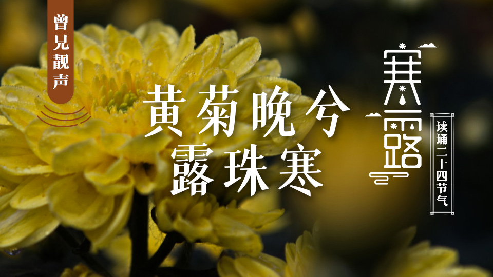 曾兄靓声｜第101期：寒露原创散文《黄菊晚兮露珠寒》