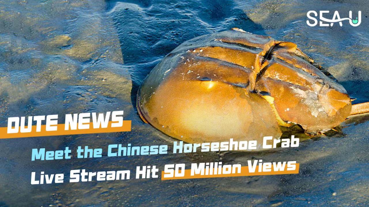 DUTE NEWS 'Meet the Chinese Horseshoe Crab' Live Stream Hit 50 Million Views