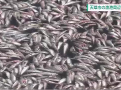 日本一渔港附近大量沙丁鱼死亡 海面被死鱼覆盖 空气弥漫鱼腥味