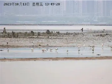 老朋友来了！2023年越冬季首批黑脸琵鹭已飞抵深圳河口