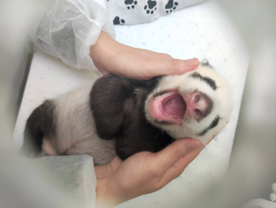 俄罗斯莫斯科动物园：熊猫幼崽健康状况良好 有可能在5天后睁眼