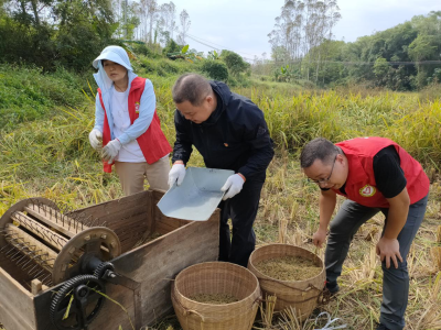 驻大湖镇工作队支部活动：助农收水稻