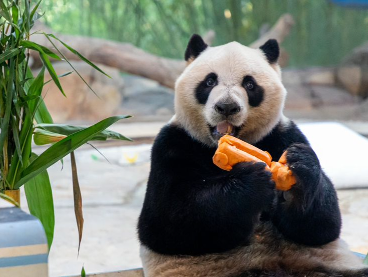 广州长隆熊猫酷酷乐享“满汉全席”