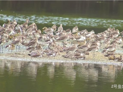 福田红树林湿地“鸟挤鸟”“排排睡” 深圳湾迎来今年首批南迁候鸟