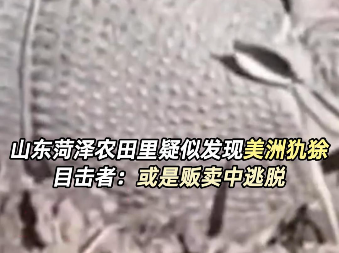 山东菏泽农田里疑似发现美洲犰狳 目击者：或是贩卖中逃脱