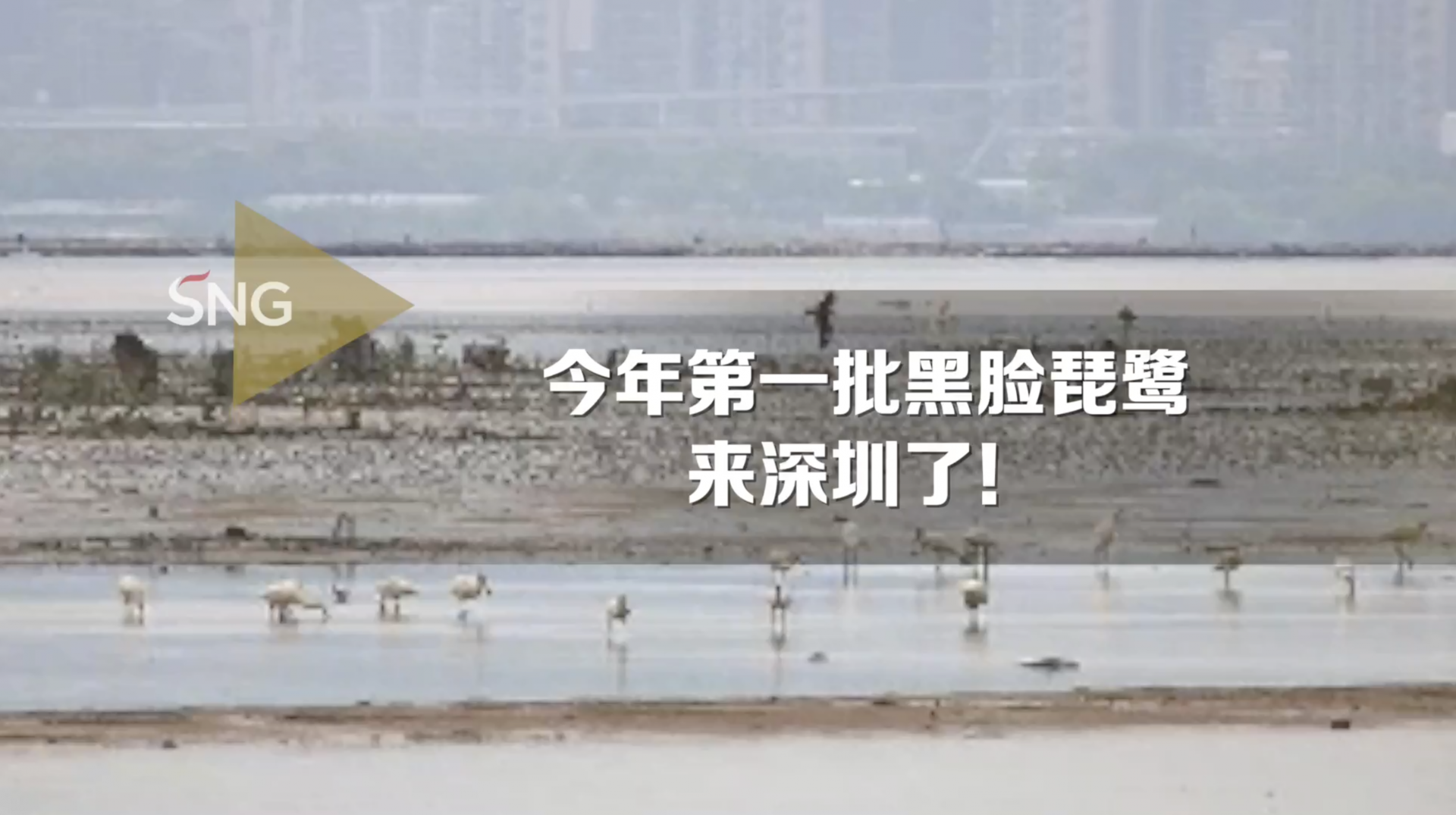 先头部队到达！今年第一批黑脸琵鹭抵深啦