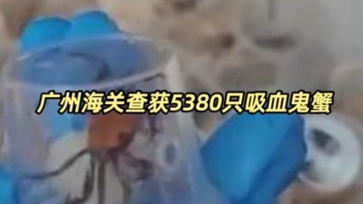 广州海关查获5380只吸血鬼蟹