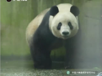 归国大熊猫“香香”亮相四川雅安 正式与公众见面