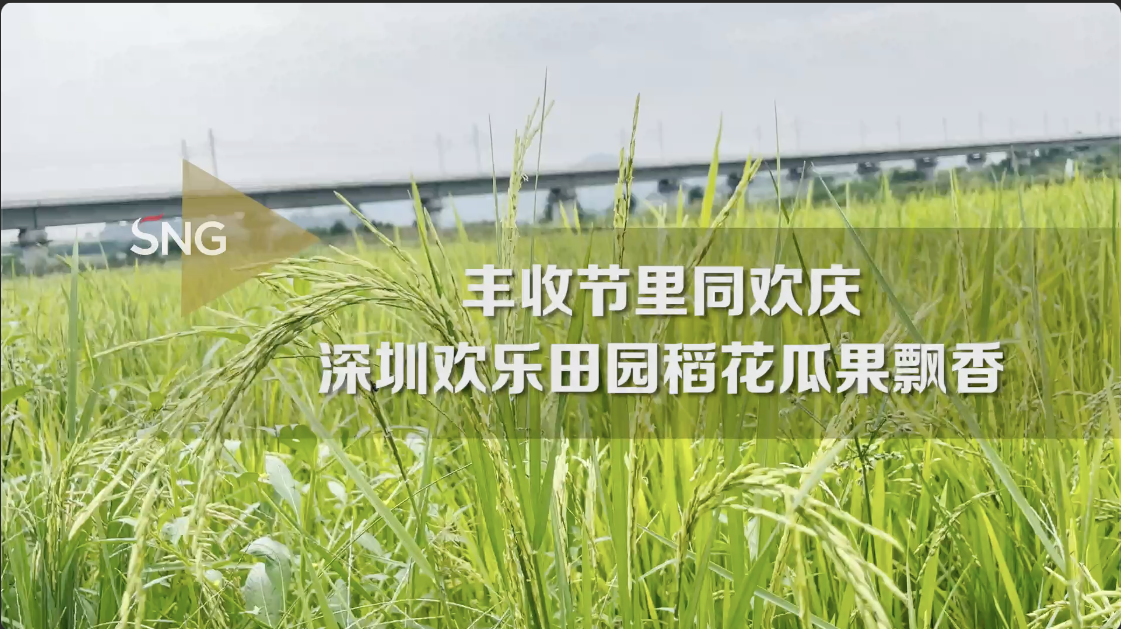 深圳光明欢乐田园丰收节稻花瓜果飘香