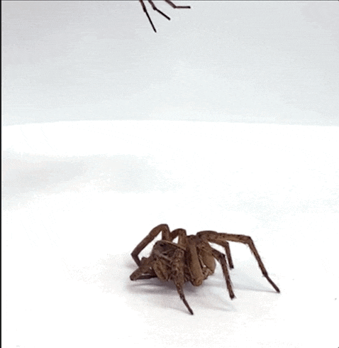 诺贝尔物理学奖看不懂？！无所畏！搞笑诺贝尔奖会出手