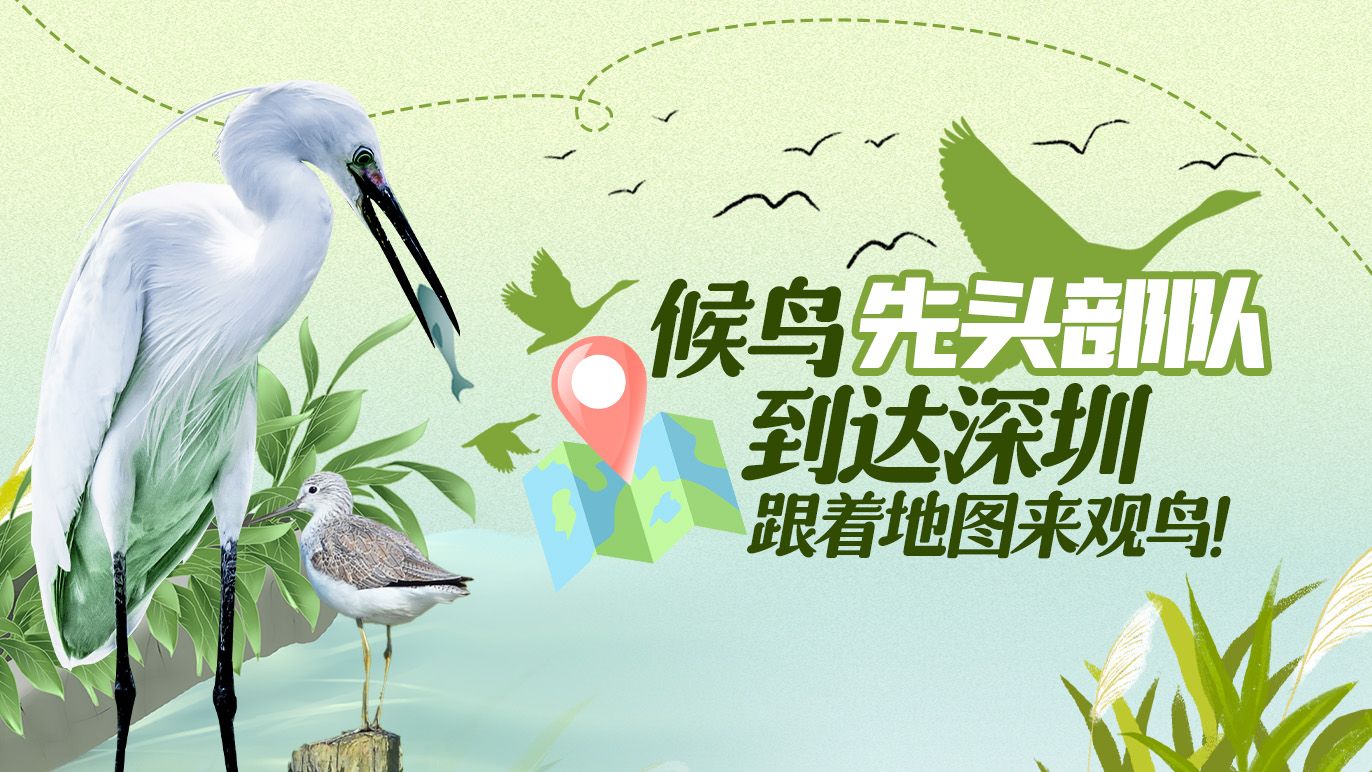 候鸟“先头部队”抵达深圳，跟着地图来观鸟！ 