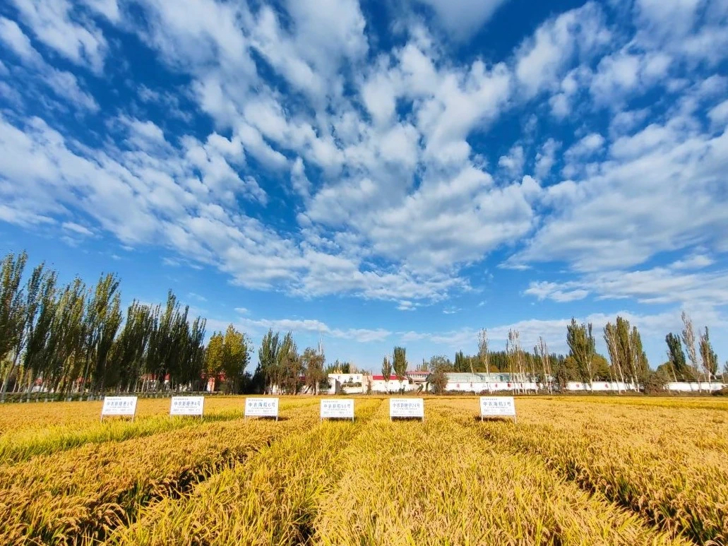 最高亩产达853.2公斤！新疆喀什海水稻喜迎大丰收