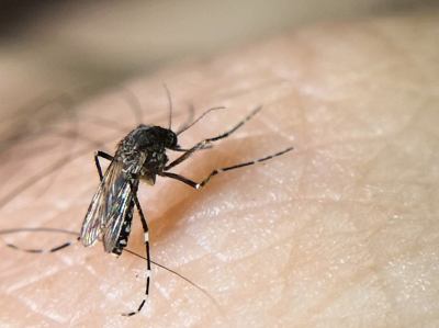 登革热风险等级为“中”！深圳市持续开展防蚊灭蚊行动