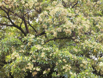 糖胶树花开 “香味”很“上头”！园林专家：气味浓烈但对人体无害，现在已减少栽种