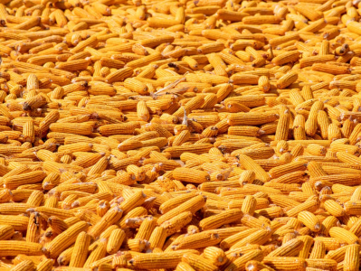 消息不实！中储粮集团辟谣“停止对外收购玉米”