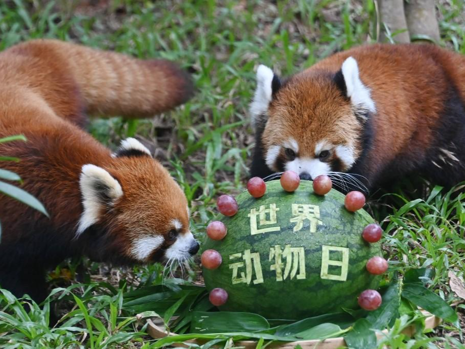 世界动物日，深圳野生动物园温馨氛围拉满