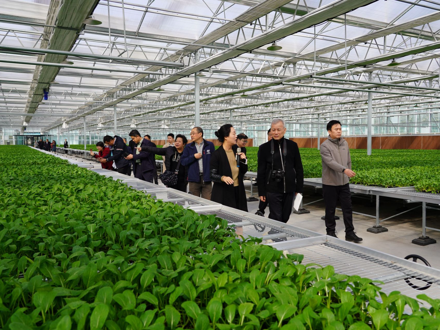 小菜心长成“致富菜”！山西临汾蔬果端上深圳人餐桌