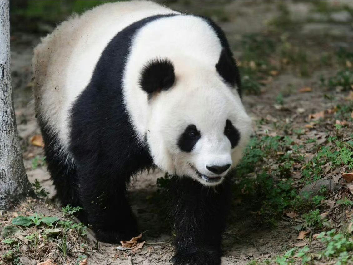 “萌兰外婆”大熊猫英英离世，1992年救助于野外