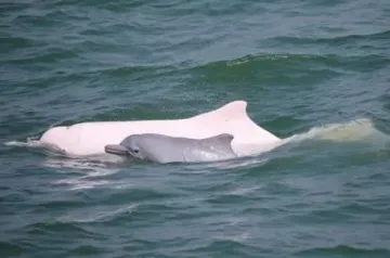 宝安生物鉴赏丨中华白海豚：背部随着水温变化的“粉红海豚”