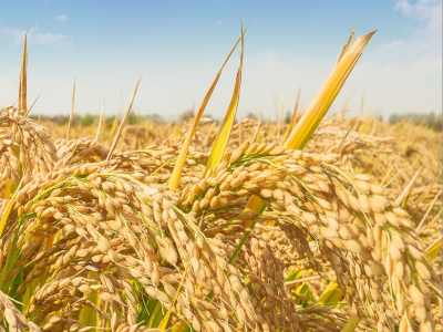 三亚水稻国家公园南繁基地实现双季稻亩产达1510.91公斤