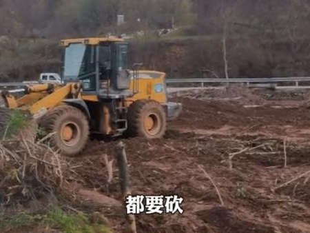陕西丹凤通报“强砍3万多棵国槐树”：属违规占用永久基本农田