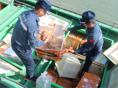 夜钓船里“暗藏玄机” 广东海警查获95箱活体龙虾和千条巨骨舌鱼苗