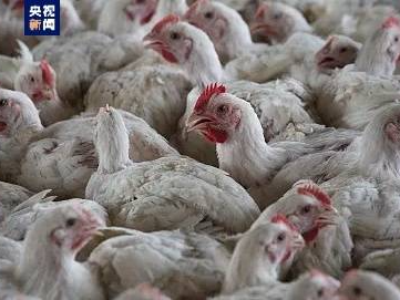 多国报告禽流感疫情，南极首次发现