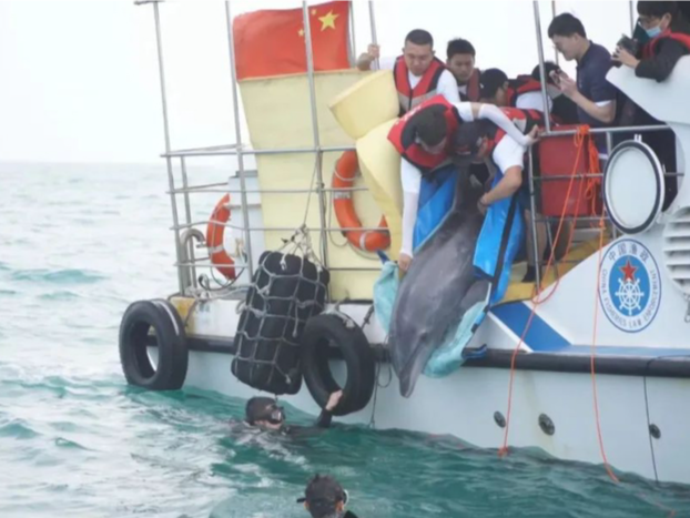 中国杯帆船赛全球征集鲸豚公益影像携手“蓝丝带”邀你一起保护海洋哺乳动物