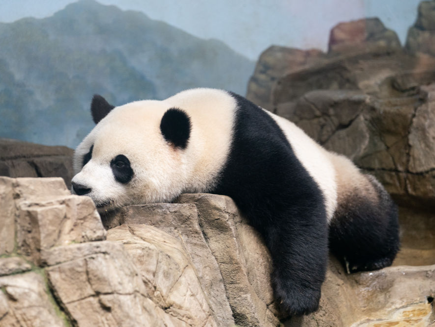 旅美大熊猫“美香”“添添”“小奇迹”已回国