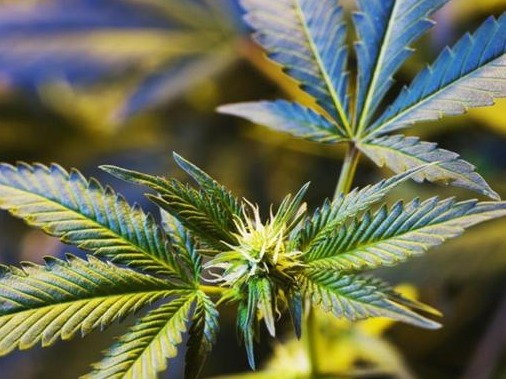 台湾岛内掀“大麻合法化”讨论 调查指9成3民众反对