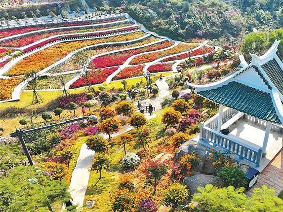 首个国家三角梅种质资源库在厦建成开放！地址就在→ 