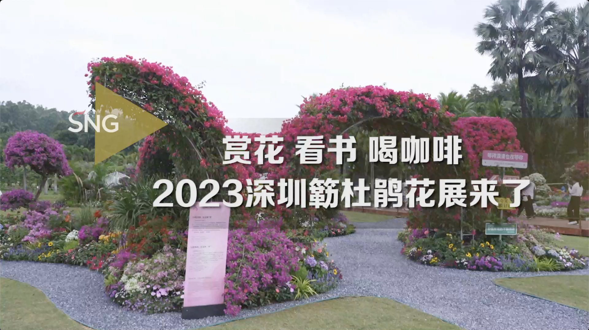 2023深圳簕杜鹃花展来了