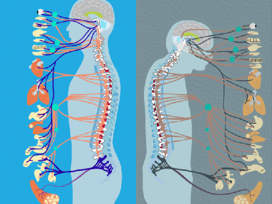 我国科学家破解脊髓衰老之谜 发现延缓脊髓衰老新靶标