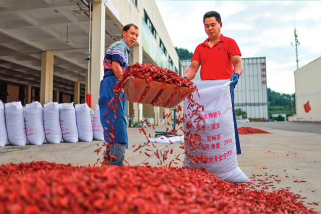 在贵州省遵义市中国辣椒城，工人将辣椒装袋（2023 年 6 月 6 日摄）刘续摄 / 本刊
