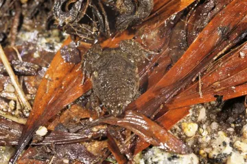 宝安生物图鉴丨个头只有指甲盖大小的岭南浮蛙