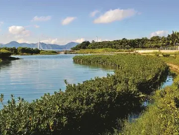 深圳稳步推进国际红树林中心筹建工作 力争2035年前建成国际湿地城市