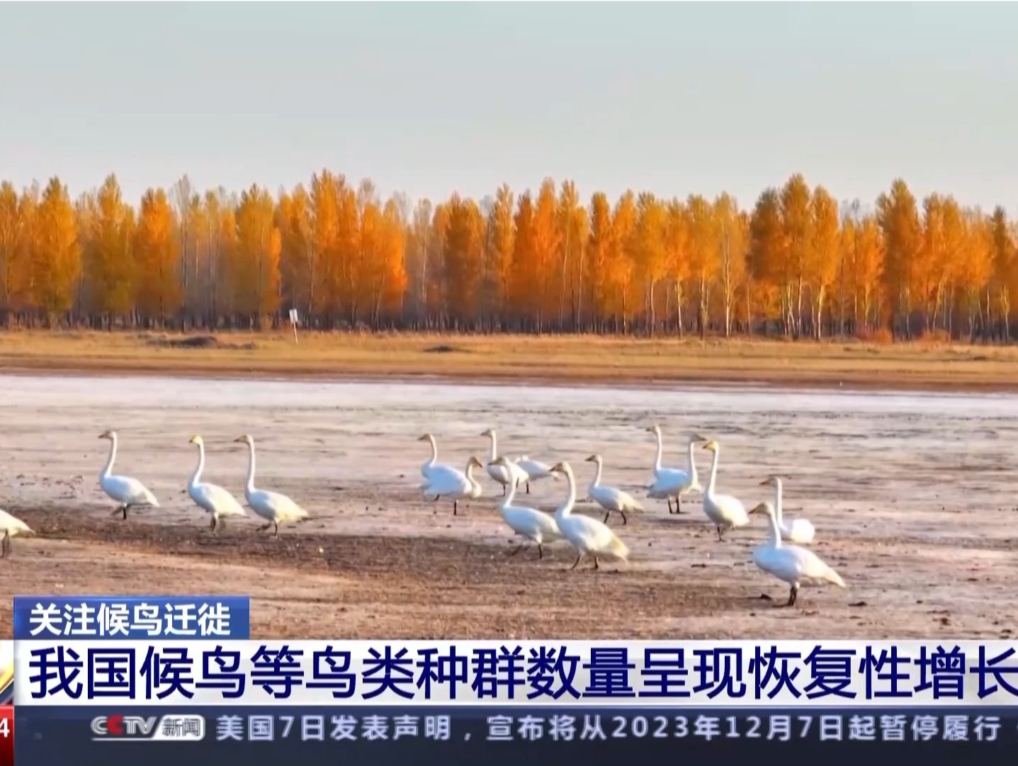 我国候鸟等鸟类种群数量呈现恢复性增长