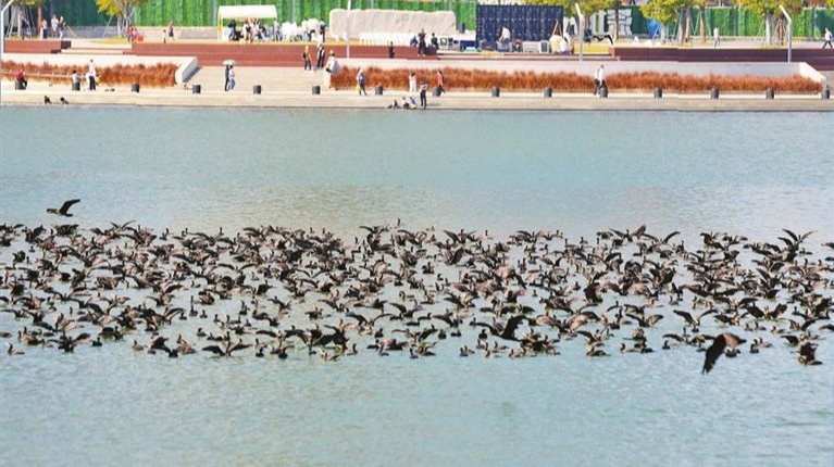 候鸟越冬“名场面”来了！上千只鸬鹚齐聚深圳湾