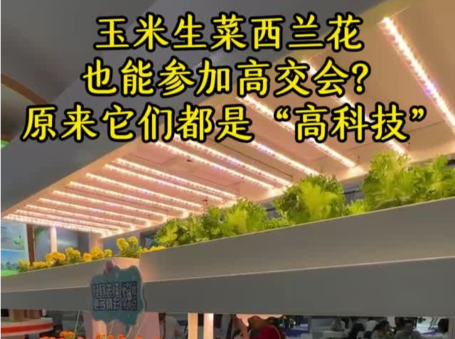 玉米生菜西兰花也能参加高交会？原来它们都是“高科技”